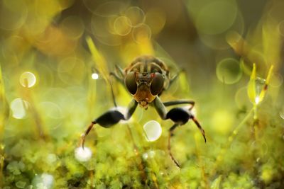 Close-up of insect on flower