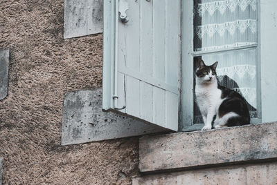 Portrait of a cat sitting outdoors