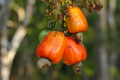 Close-up of red cashew fruits