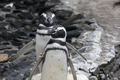 Close-up of a bird perching on rock