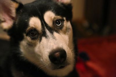 Close-up portrait of puppy