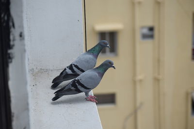 Selective focus of two pigeons standing on wall of a balcony