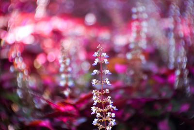 Close-up of pink flowering plant hanging from tree