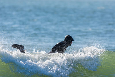 Bird swimming in sea