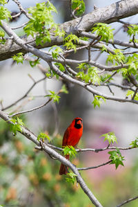 Bird perching on branch