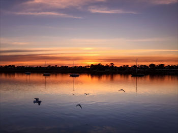 Swans swimming in lake against sky during sunset