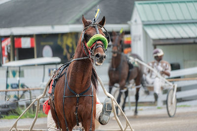 Close up of a red horse in a harness race at the county fair.