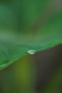 Close-up of raindrops on green leaves