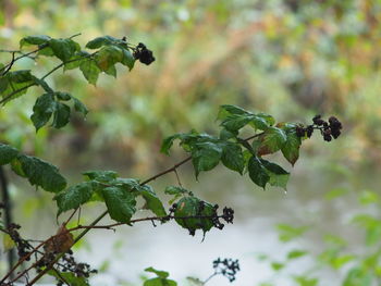 Close-up of berries growing on tree