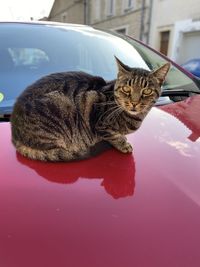 Cat relaxing in a water