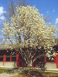 Low angle view of flowers growing on tree