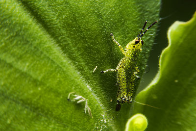 Close-up of insect on plant