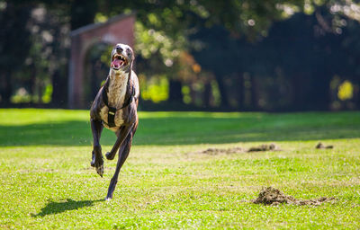 Dog running in a field