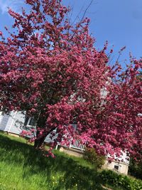 Pink cherry blossoms in spring