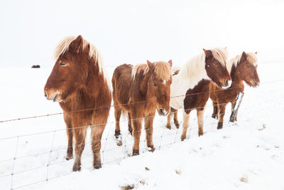 Horses on field against sky during winter