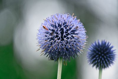 Close-up of thistle flower