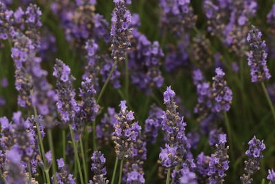 Close-up of purple flowering plants