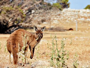 Grazing kangaroo