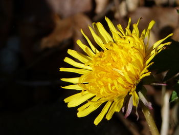 Close-up of yellow flowering plant