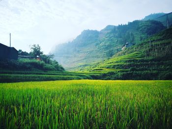 Scenic view of agricultural field against sky