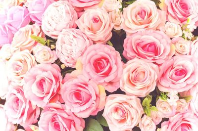 Close-up of pink roses