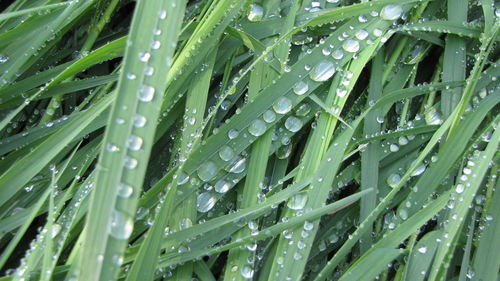 Full frame shot of raindrops on grass