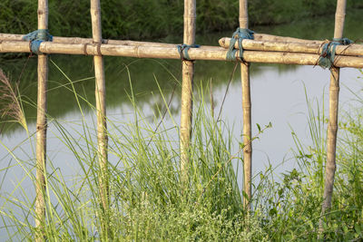 Plants growing on field seen through fence