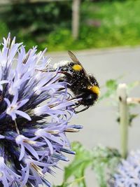 Close-up of bee pollinating on flower