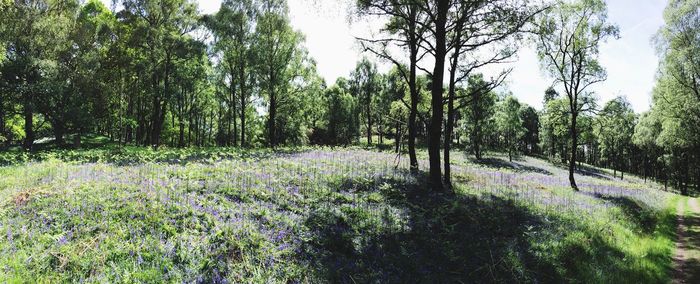 Panoramic view of trees in forest against sky