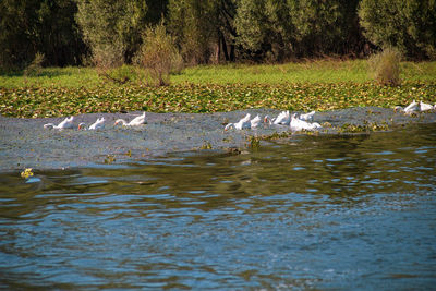 View of ducks swimming in lake