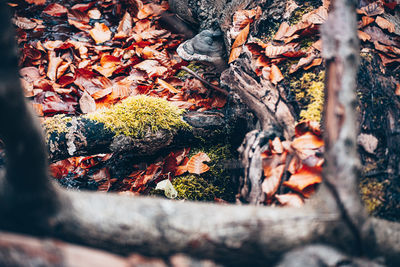 Autumn leaves on tree trunk in forest