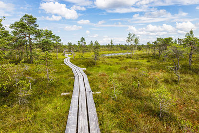 Boardwalk trail over a marsh in the great kemeri bog swamp in latvia