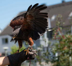 Close-up of hand holding bird flying