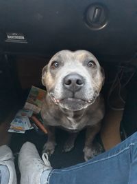 High angle portrait of dog sitting on floor