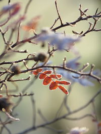 Close-up of red berries on tree during winter