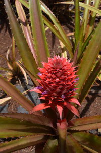 Close-up of red fruit on plant