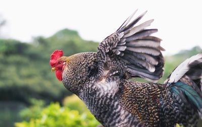 Close-up of rooster