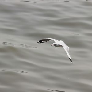 High angle view of seagull flying over lake