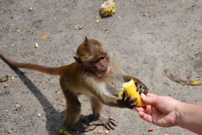 Monkey eating food on ground