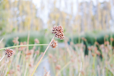 Close-up of wilted flower on field