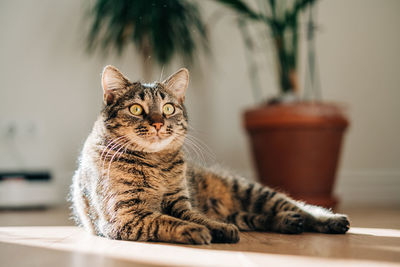 Close-up of cat sitting on table