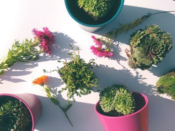 High angle view of potted plant on table