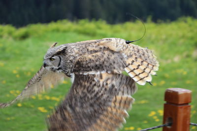 Close-up of a bird looking away