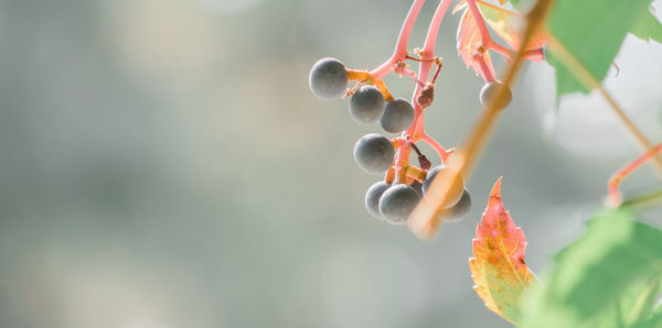 Close-up of fresh fruits growing on branch