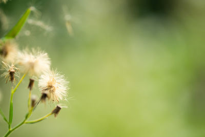 Close-up of dandelion flower