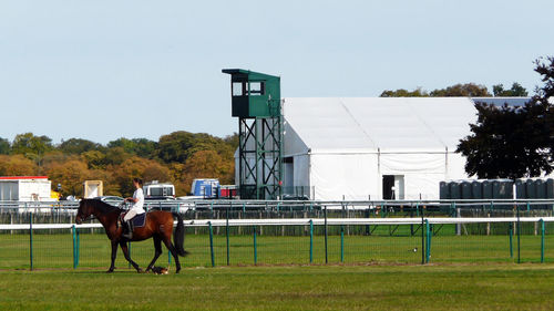 Horse standing in a field