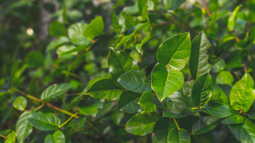 Close-up of green leaves on plant