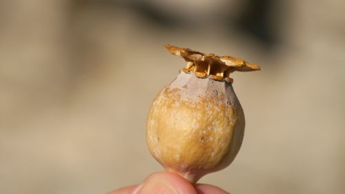 Cropped hand of person holding poppy capsule