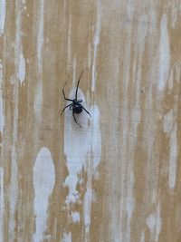 Close-up of spider on wall