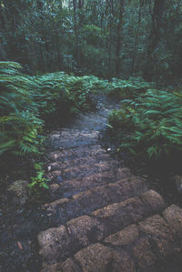 Scenic view of forest